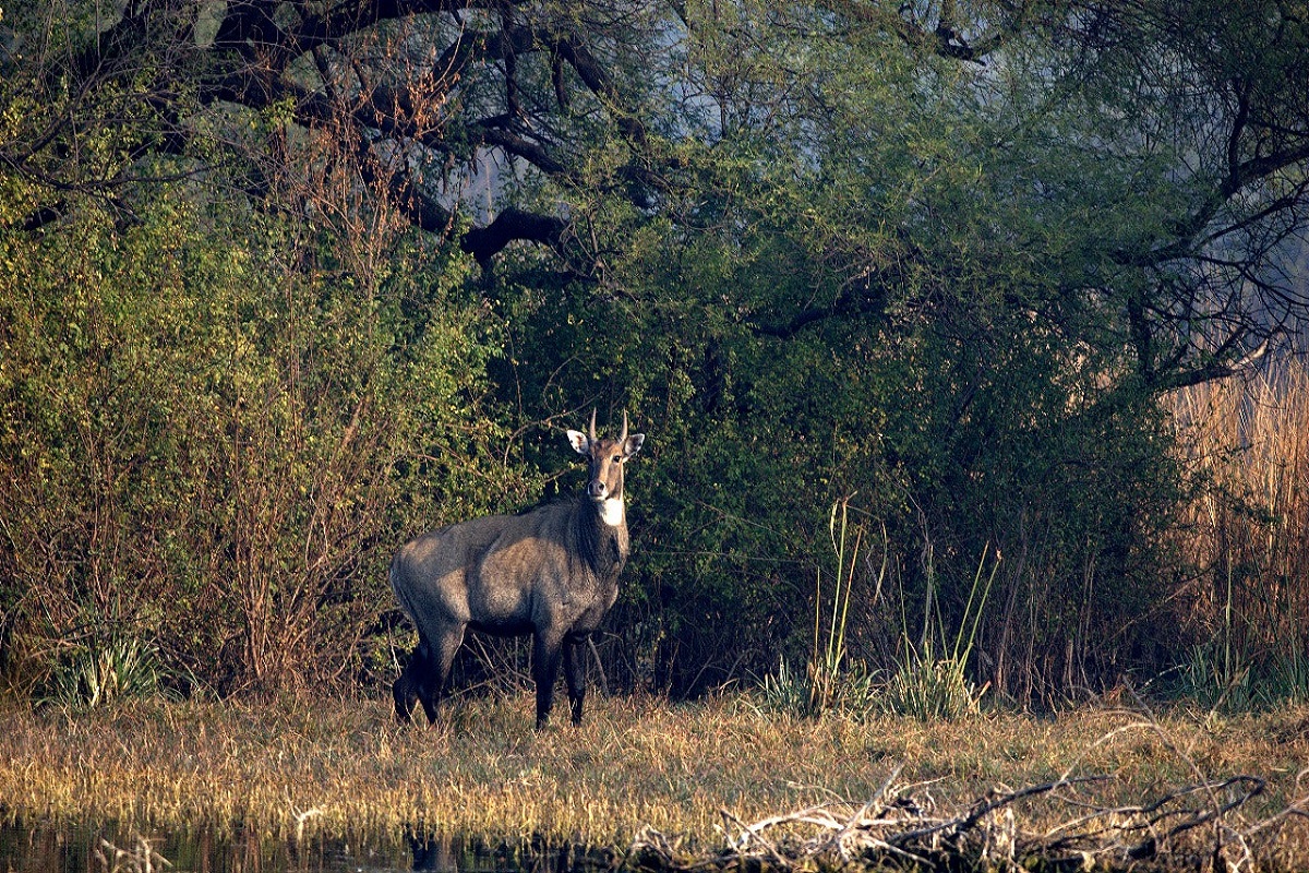 keoladeo national park