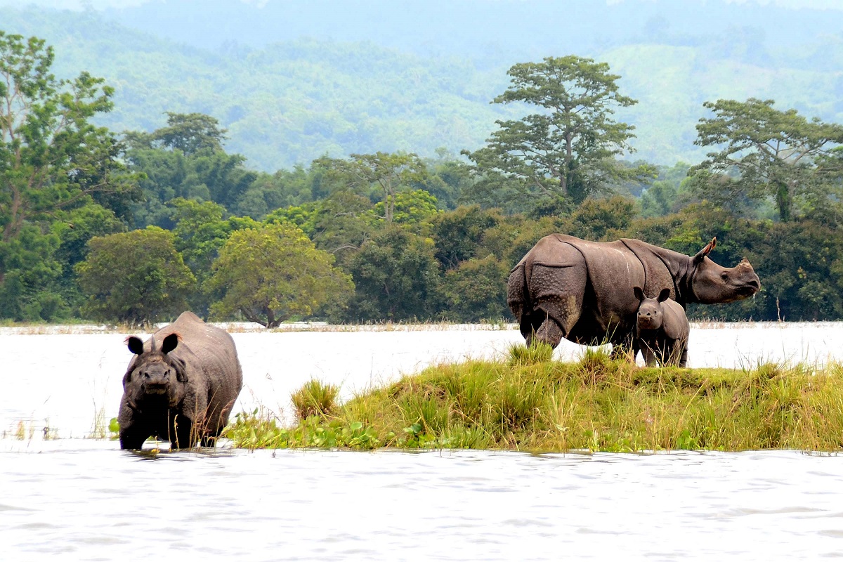 Kaziranga National Park in Assamese