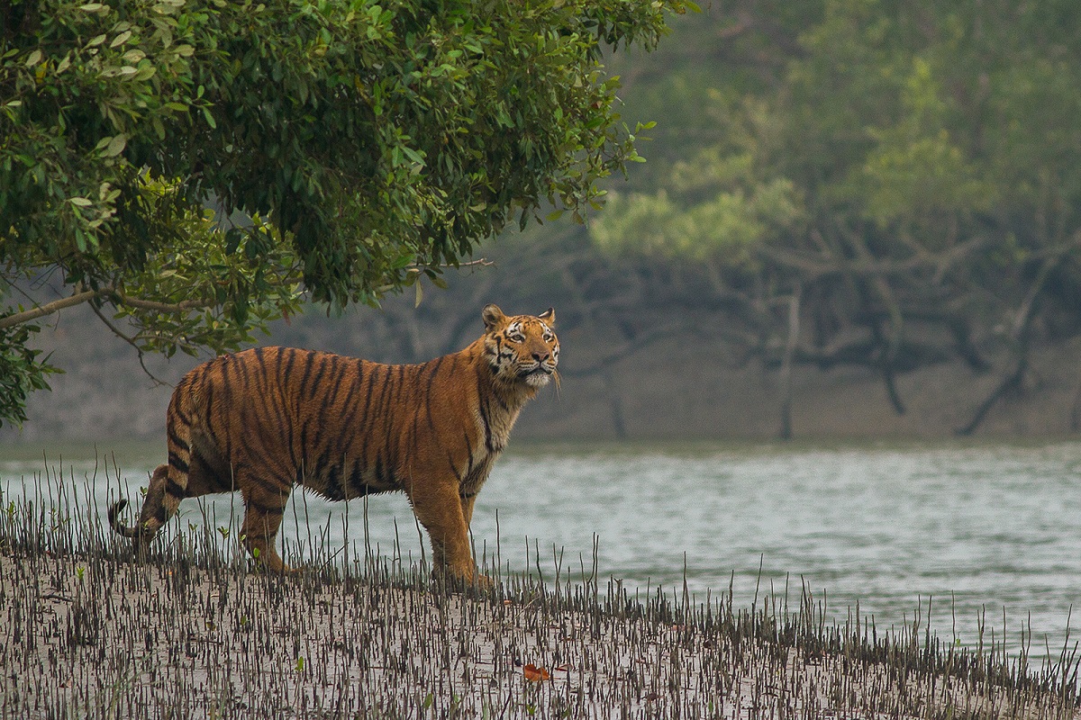 sunderban national park