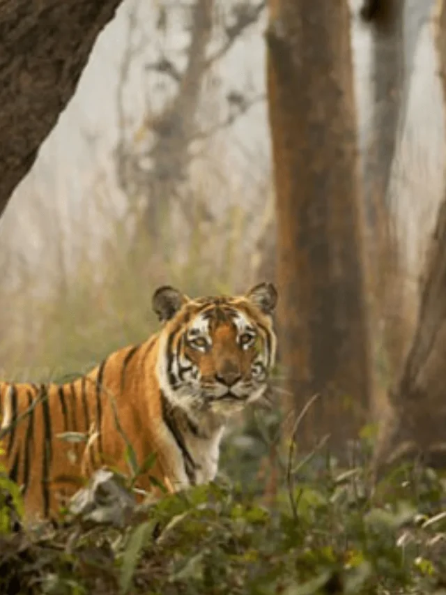 Sundarbans National Park: India’s Mangrove Wildlife