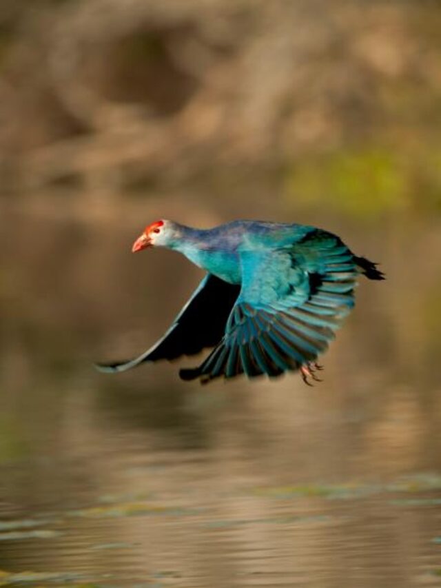 Keoladeo National Park: Where Feathered Gems Dance in Rajasthan’s Emerald Embrace