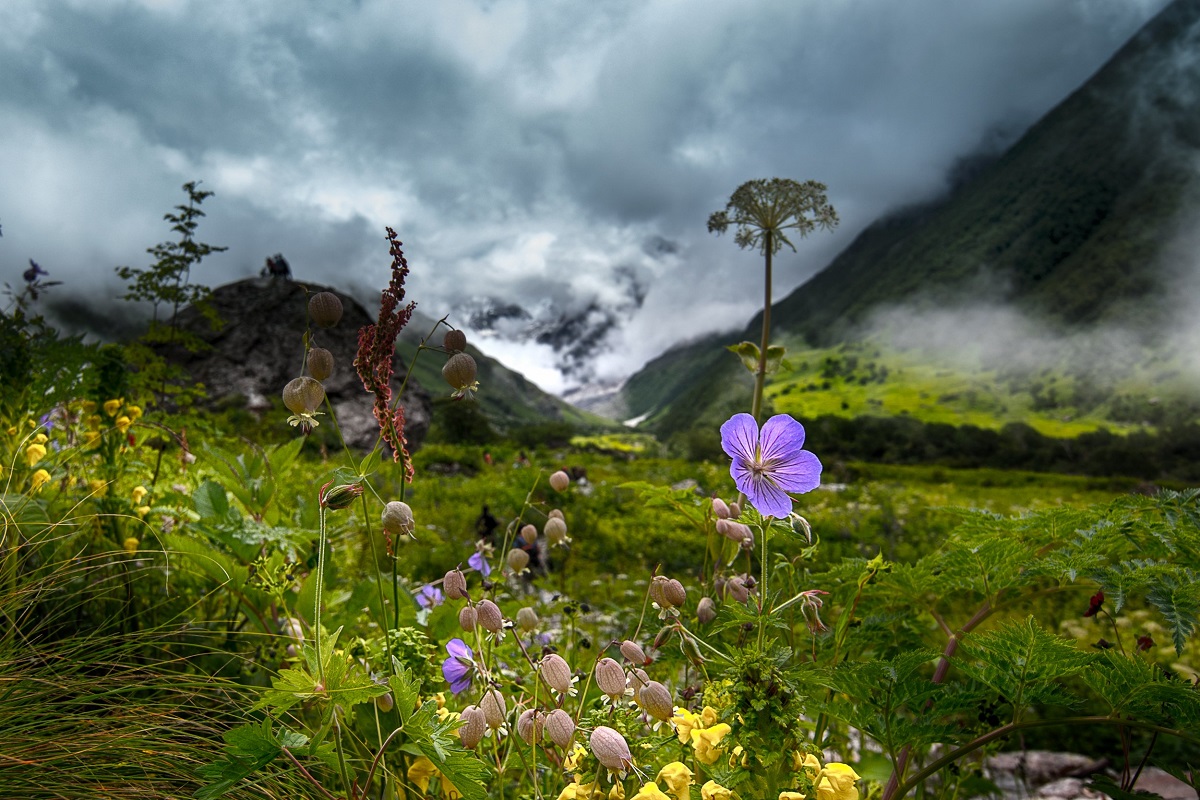 Valley of Flowers National Park Trekking