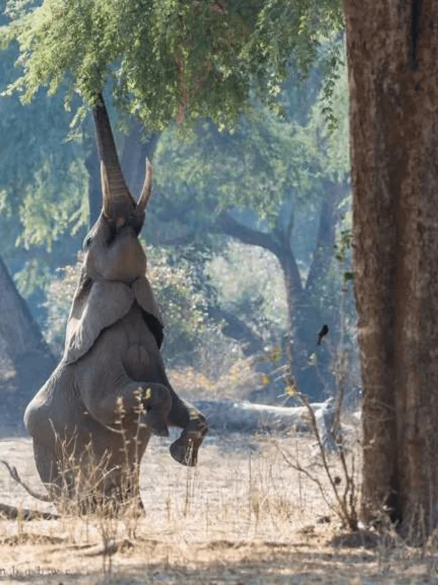 Manas Sanctuary: A Wildlife Haven Unveiled