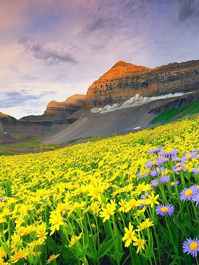 Unveiling Paradise: Trekking through the Valley of Flowers National Park